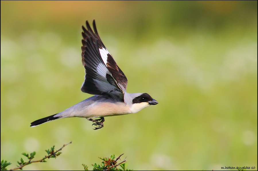 Lesser Grey Shrike