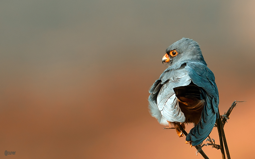 Red-footed Falcon