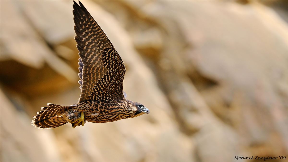 Peregrine Falcon
