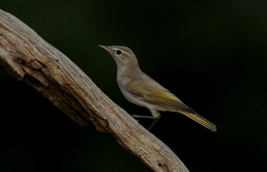 Eastern Bonelli`s Warbler