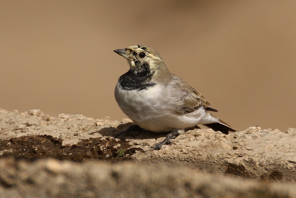 Horned Lark