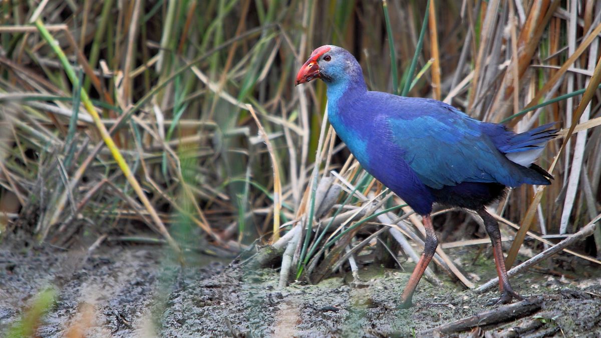 Grey-headed Swamphen