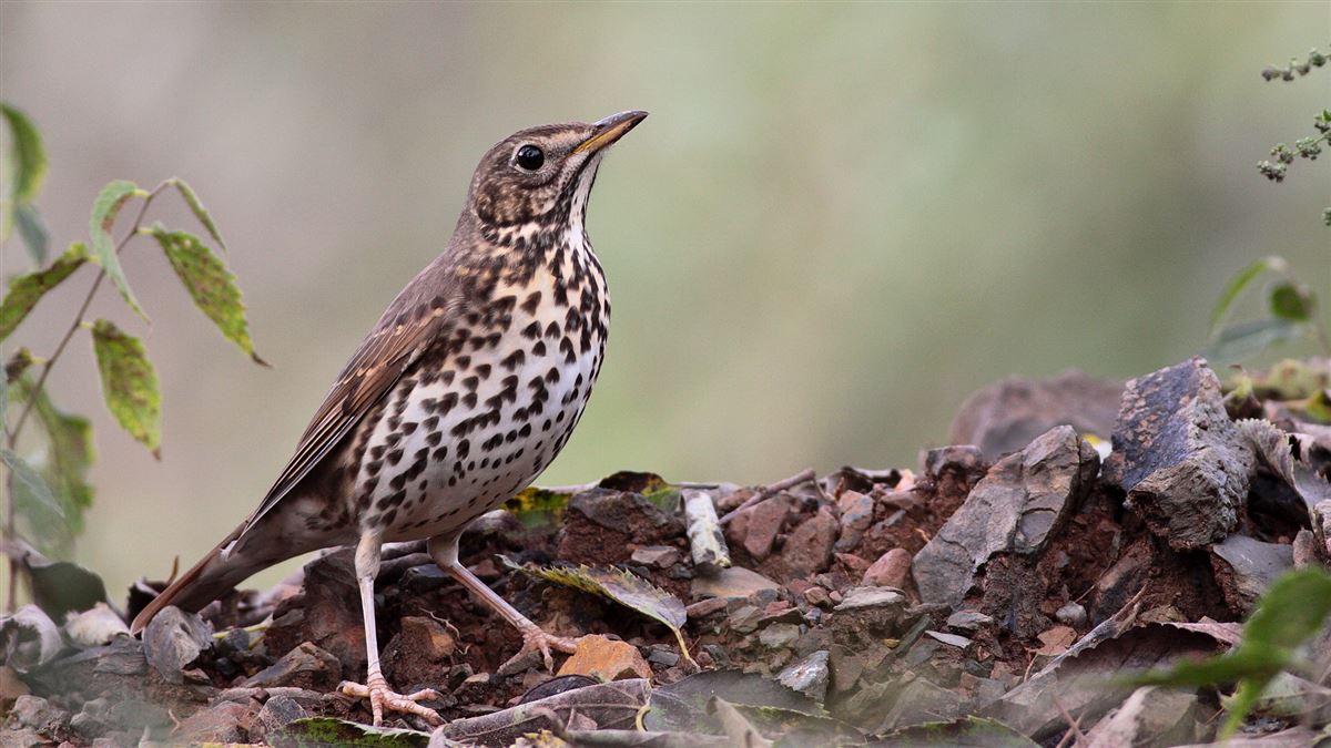Song Thrush