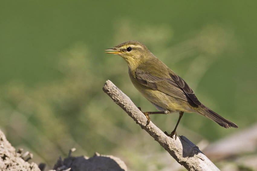 Willow Warbler