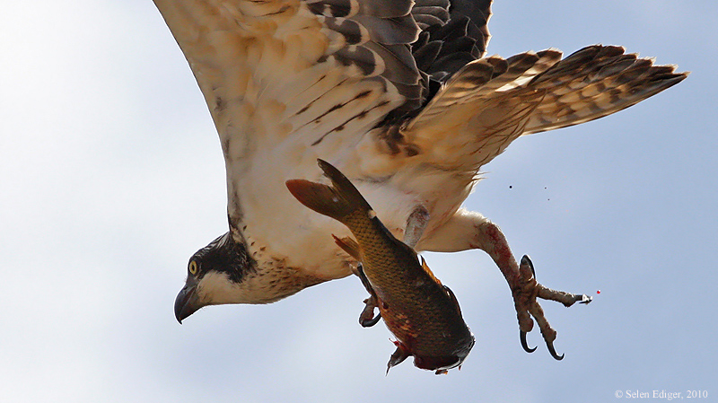 Osprey