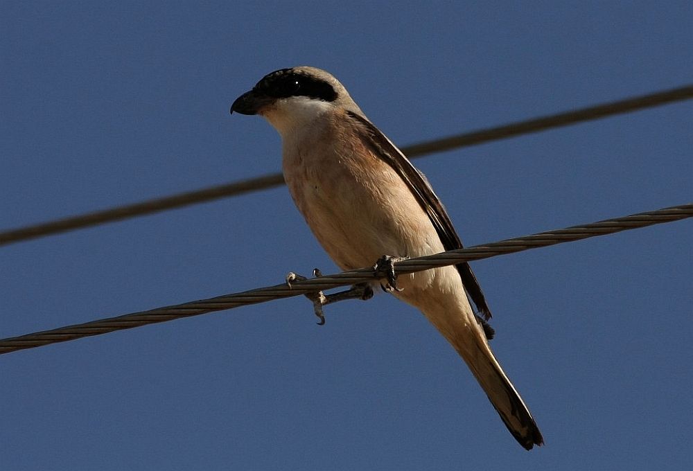 Lesser Grey Shrike