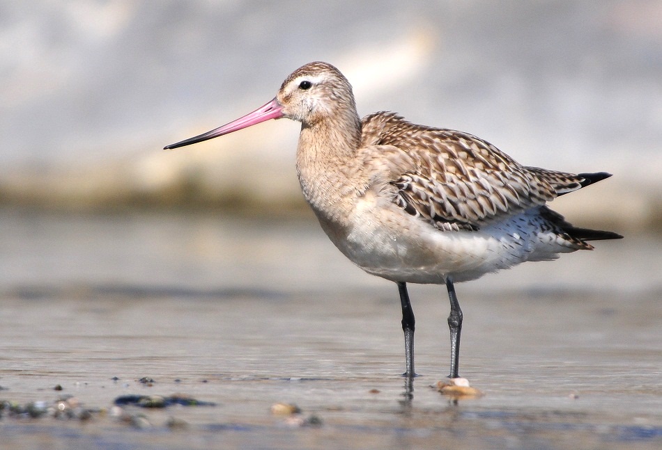 Bar-tailed Godwit