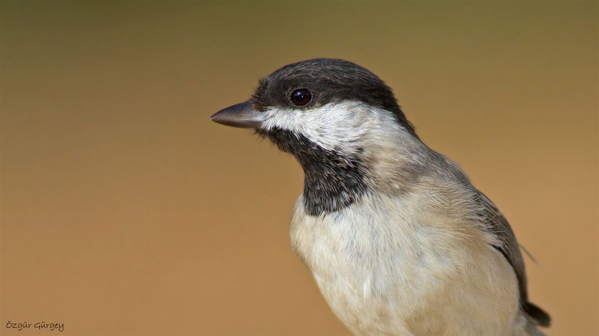 Sombre Tit