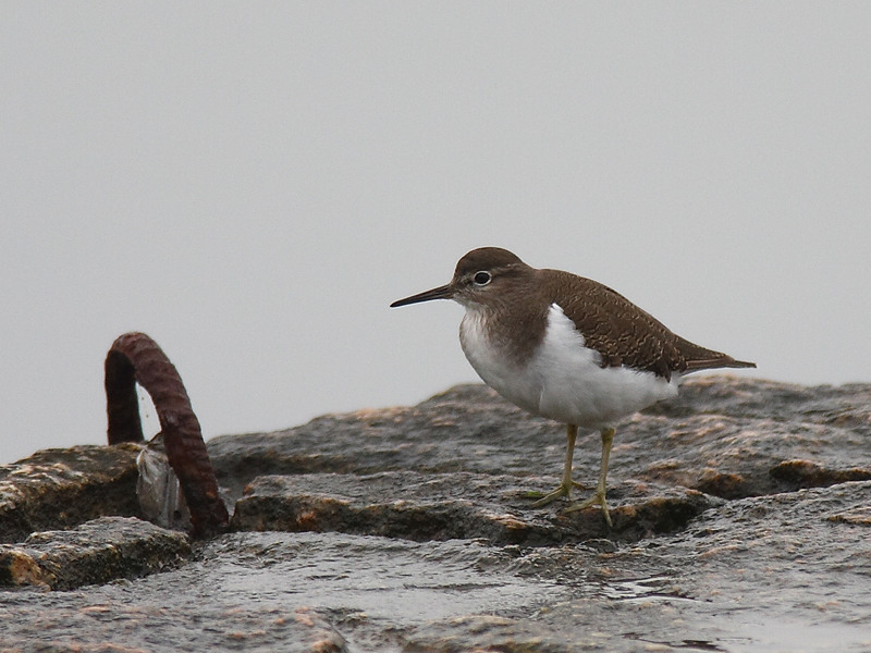 Common Sandpiper