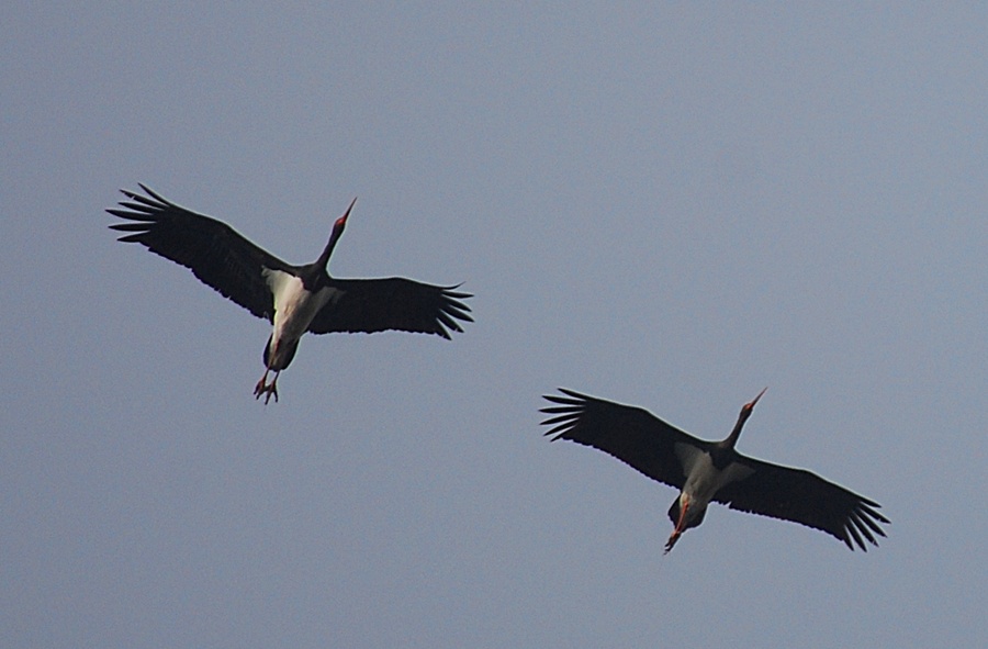 Black Stork