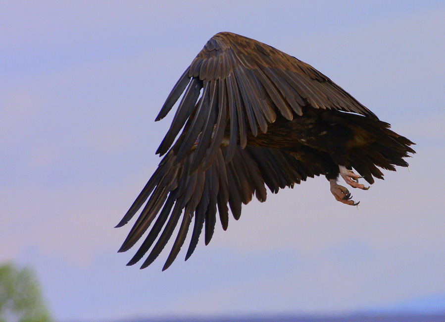 Cinereous Vulture