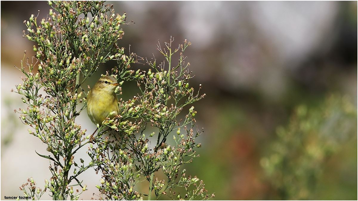 Willow Warbler