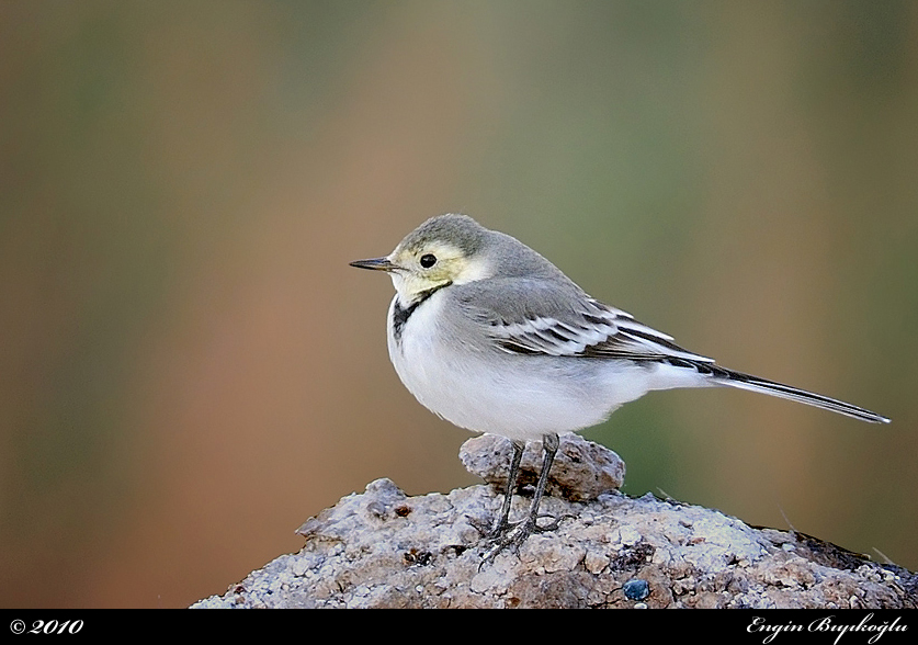 White Wagtail