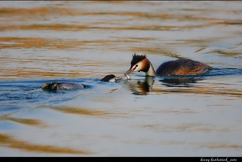 Great Crested Grebe