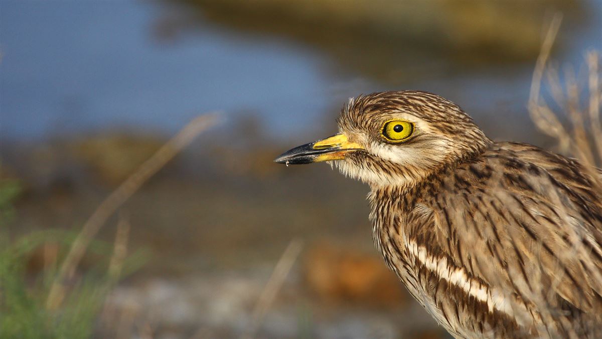 Eurasian Stone-curlew