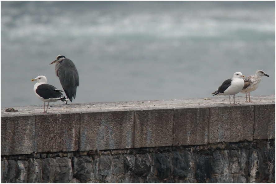 Great Black-backed Gull