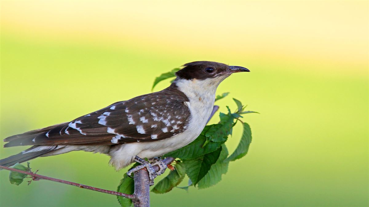 Great Spotted Cuckoo