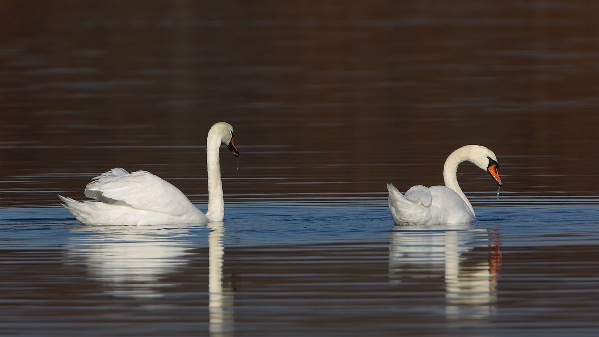 Mute Swan