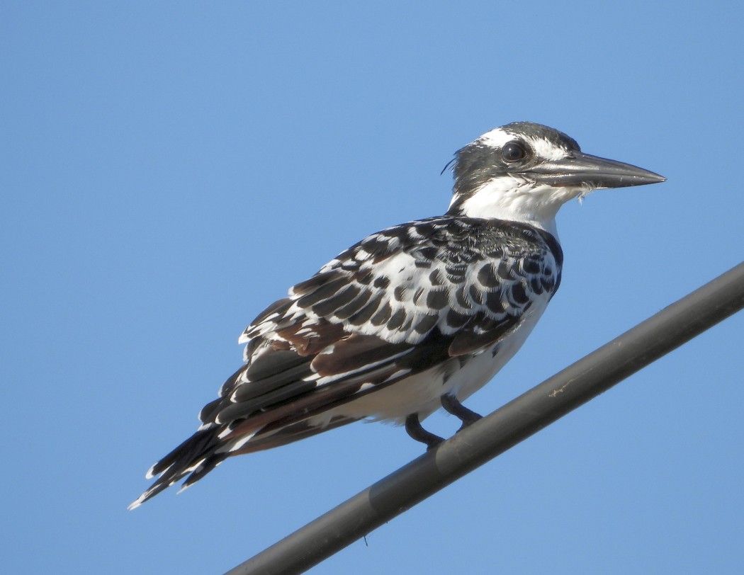 Pied Kingfisher