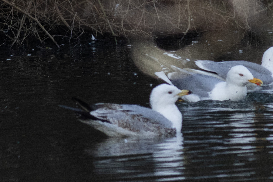 Common Gull