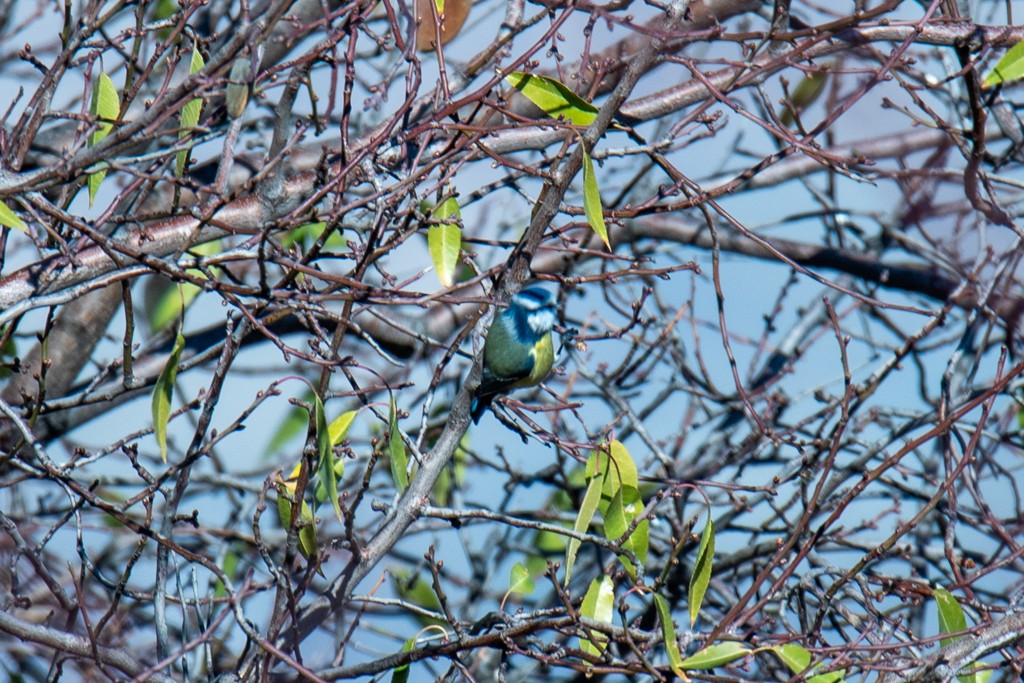 Eurasian Blue Tit