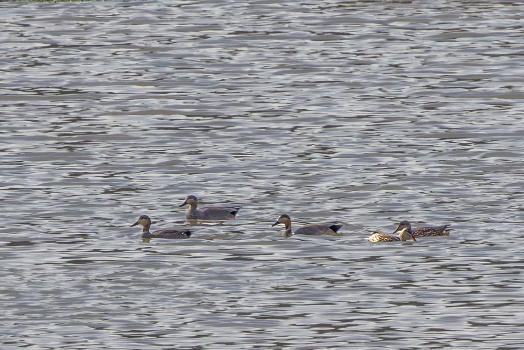 Gadwall