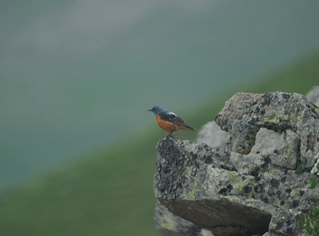 Common Rock Thrush