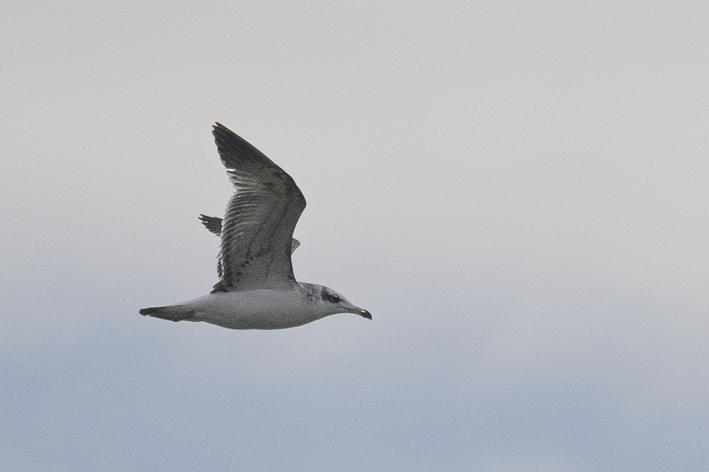 Pallas`s Gull