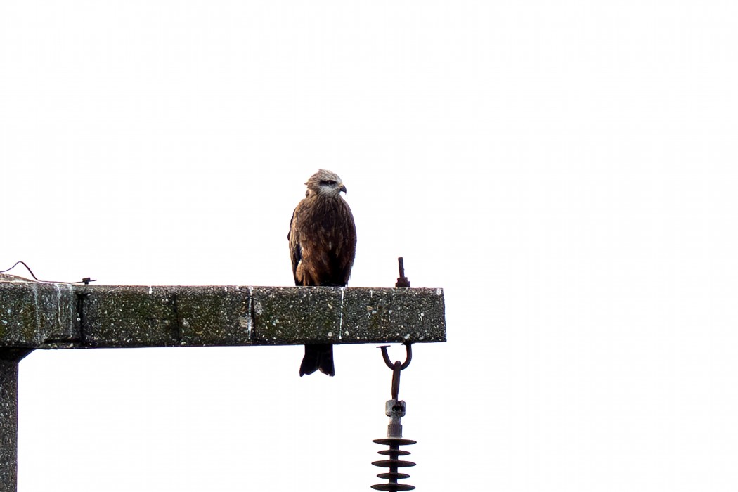 Black Kite