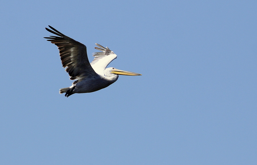Dalmatian Pelican