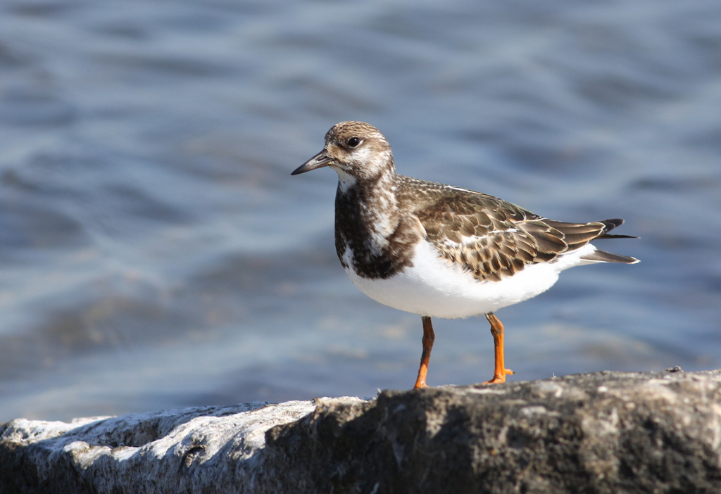 Ruddy Turnstone