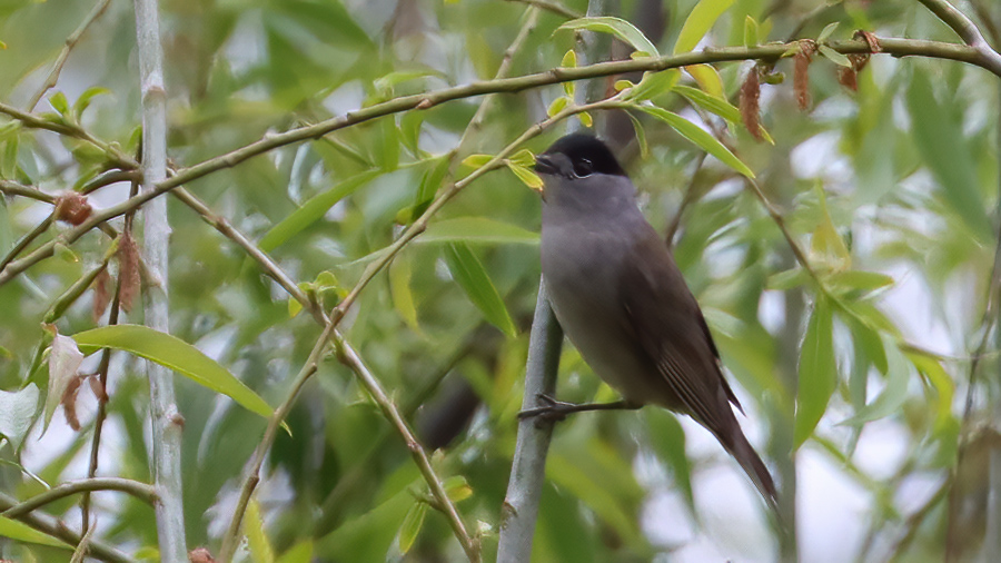 Eurasian Blackcap