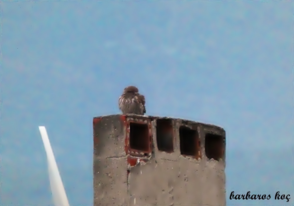Little Owl