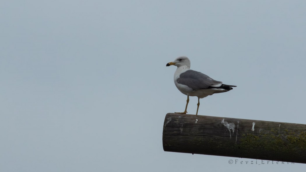 Armenian Gull
