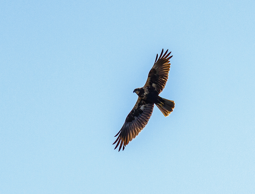 Western Marsh Harrier