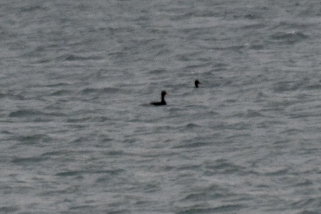 Velvet Scoter