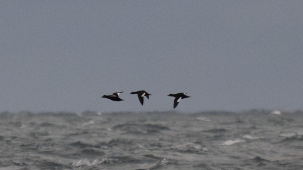Velvet Scoter