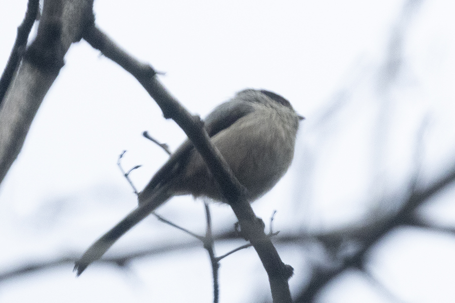 Long-tailed Tit