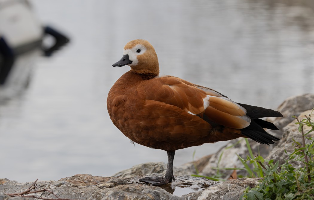 Ruddy Shelduck