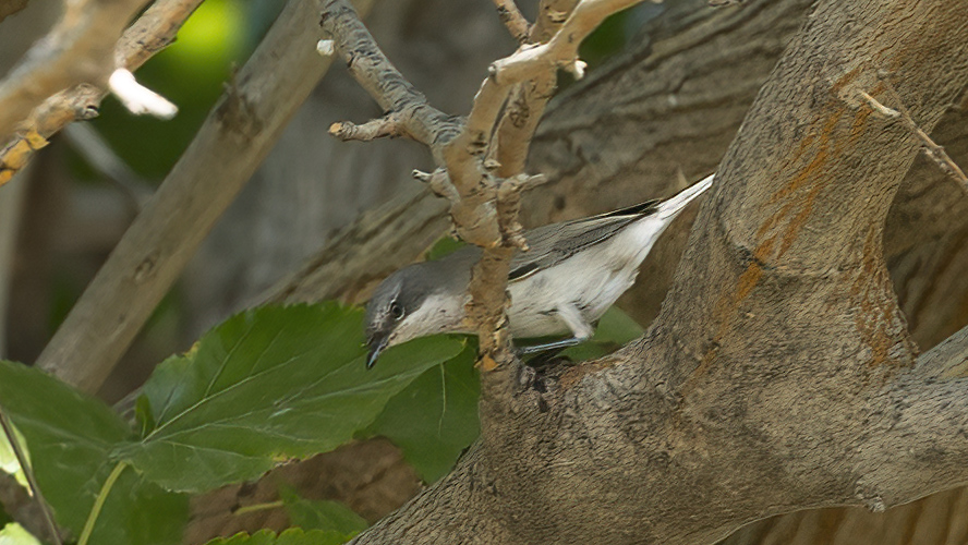 Lesser Whitethroat