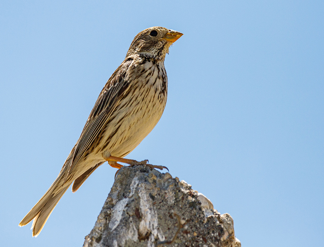 Corn Bunting