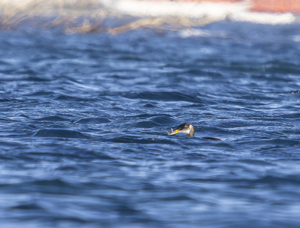Red-necked Grebe