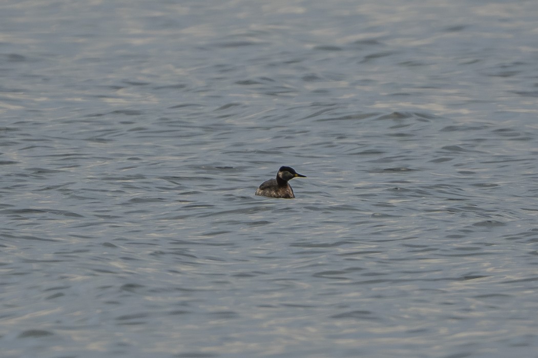 Red-necked Grebe