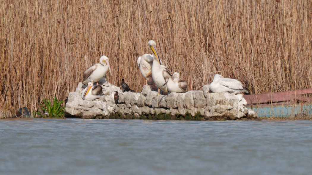 Great White Pelican