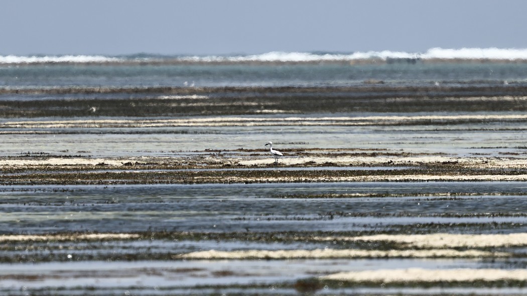 Crab-plover