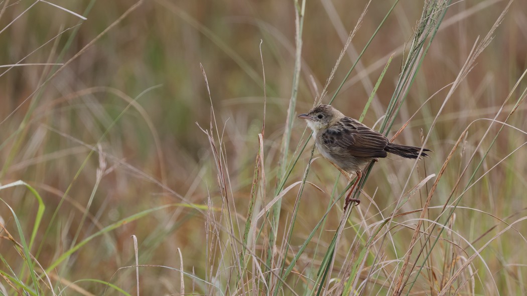 Zitting Cisticola