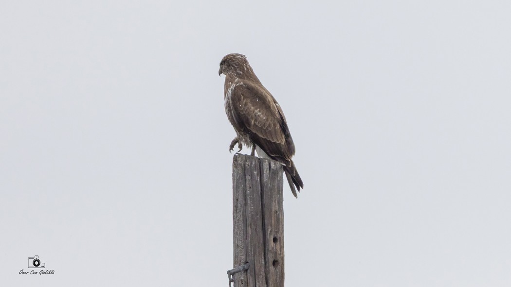 Common Buzzard