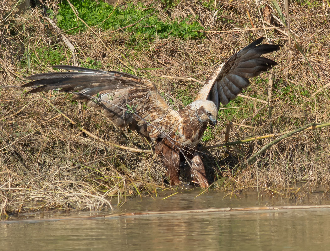 Western Marsh Harrier