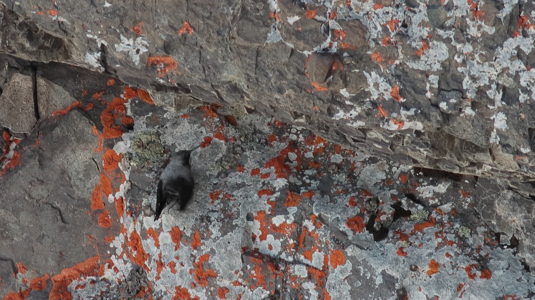 Wallcreeper
