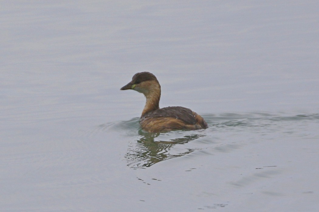 Little Grebe